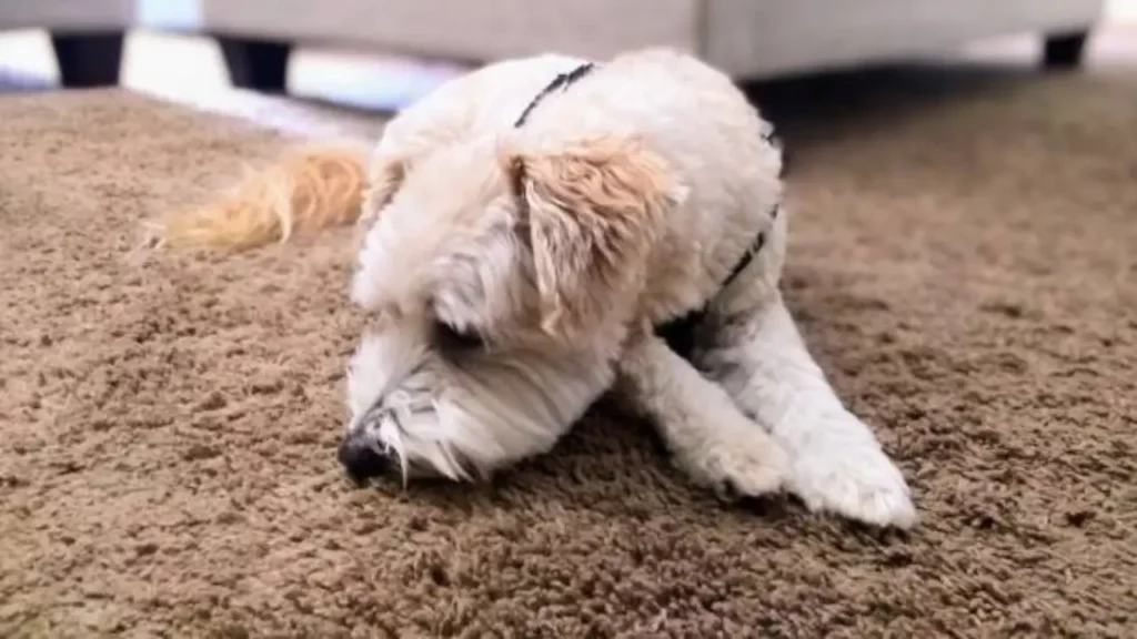 Dog Puke Out of Your Carpet